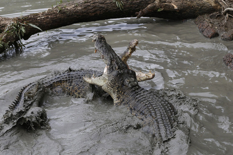 Villagers in Ayeyarwady delta warned about crocodile threat | Mizzima ...