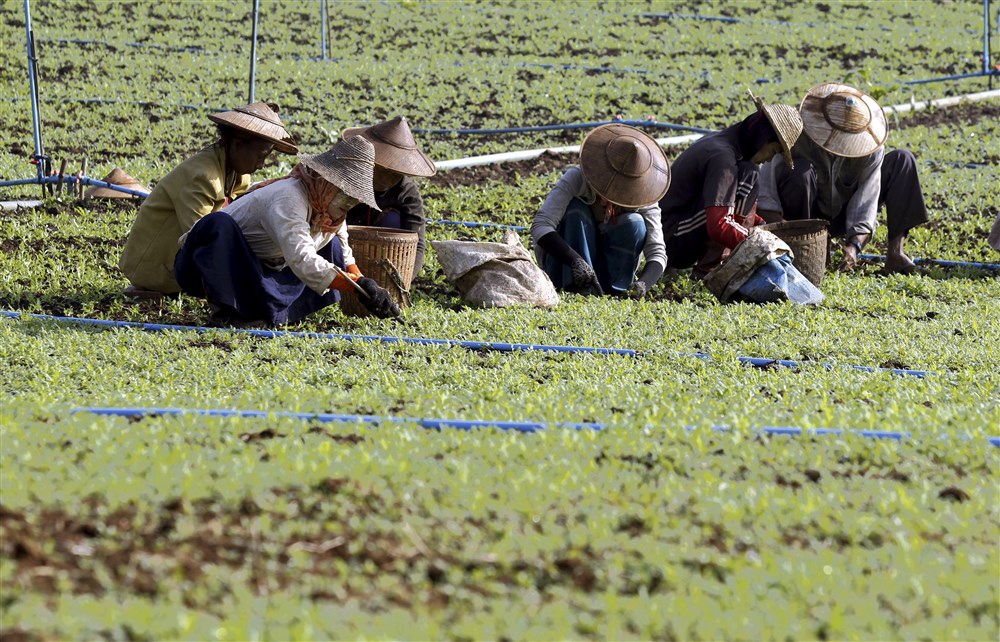 Myanmar opium farming booming after coup: UN | Mizzima Myanmar News and ...