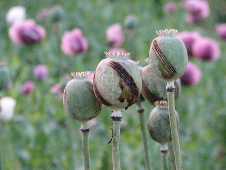 Unodc To Issue Survey On Rising Opium Plantation And Production In 