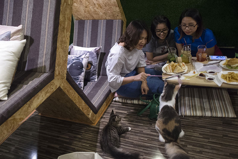 Pet cafe trend catching on in Yangon Mizzima Myanmar News and Insight