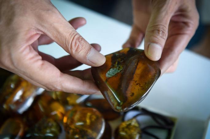 Akbar Khan, a 52-year-old self-described 'extreme fossil in amber hunter' inspecting a piece of honey-coloured fossilised tree sap from Kachin State in Myanmar at his streetside stall in Bangkok. Photo: AFP