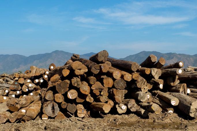 Timber, including teak and hardwood is one of Myanmar principal exports and the country's Teak is considered as one of the best quality in the world. Photo: AFP