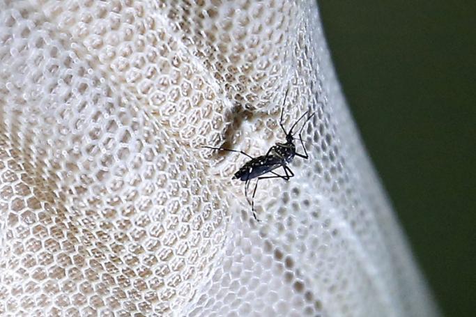 A view of an Aedes aegypti mosquito resting on a mosquito net at a house in Yangon. Photo: EPA