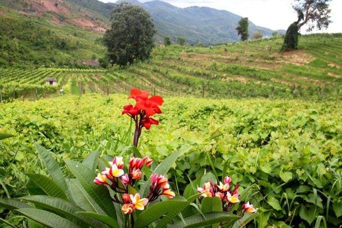Aythaya Winery in Shan State is located 25 kilometres away from the tourist hot spot of Inle Lake and is a 15 minute drive to the bustling state capital of Taunggyi. Photo: Jessica Mudditt
