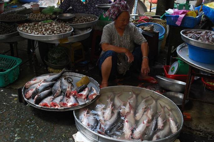 Basa fishes are sold in Vinh Long market, Viet Nam. Photo: Wikipedia