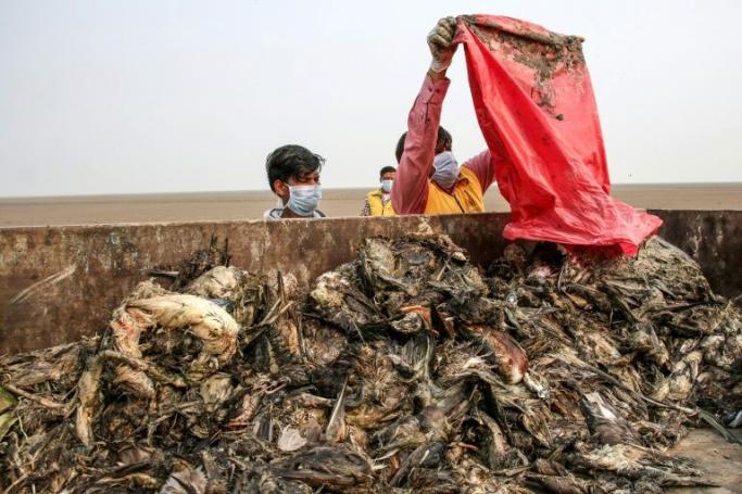 Eight thousand bird carcasses were found over the last few days in and around Rajasthan state's Sambhar Lake (AFP Photo/Himanshu SHARMA)