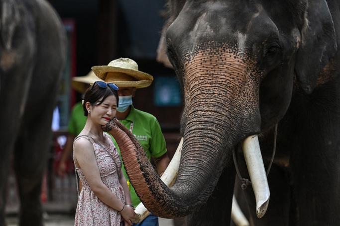 This photo taken on July 21, 2021 shows an elephant "kissing" a woman during a show at Wild Elephant Valley, a nature reserve for wild elephants that also features elephant-themed shows for tourists, in Xishuangbanna in southwest China's Yunnan province. Photo: AFP