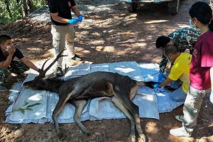 Veterinarians prepare to examine a dead deer at Khun Sathan National Park in Thailand's Nan province. Photo: AFP
