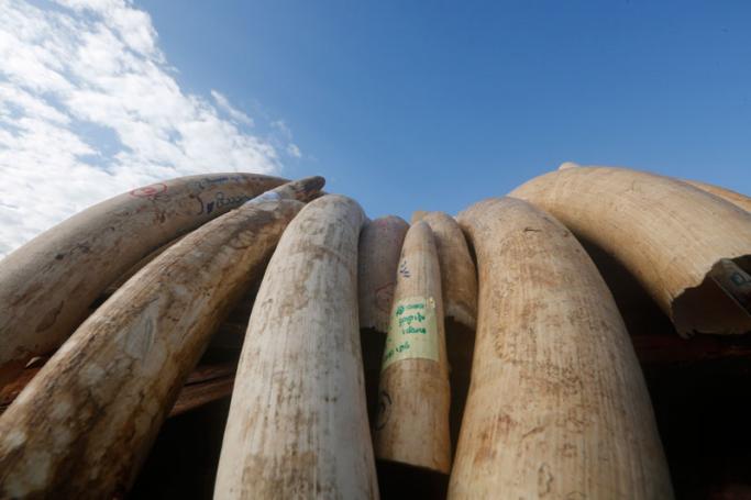 A pile of elephant tusks are displayed during the destruction ceremony of confiscated elephant ivory and wildlife parts at the Ministry of Natural Resources and Environmental Conservation in Naypyitaw, Myanmar, 04 October 2018. Photo: Hein Htet/EPA
