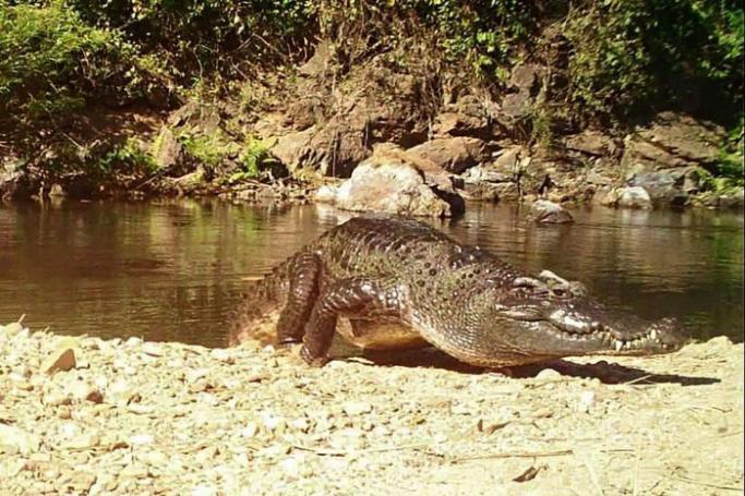 The freshwater reptile was once ubiquitous across Southeast Asia but is currently listed as critically endangered. Photo: Kaeng Krachan National Park/AFP
