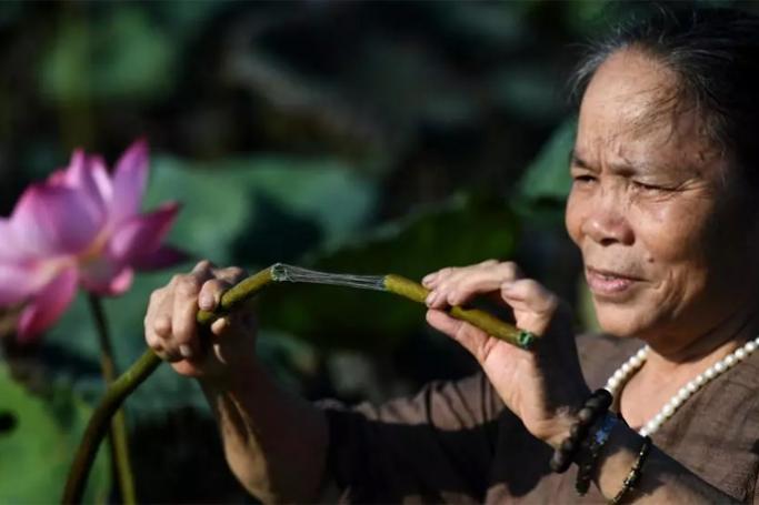 Phan Thi Thuan checks a lotus stem that will be processed into a rare type of silk at a pond in Hanoi (Photo: AFP)
