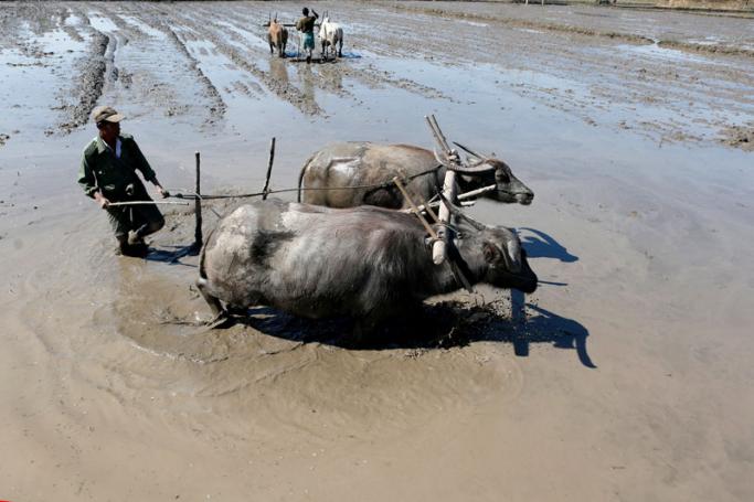 Farmers plough the land with buffaloes in Nay Pyi Taw. Photo: Hein Htet/EPA
