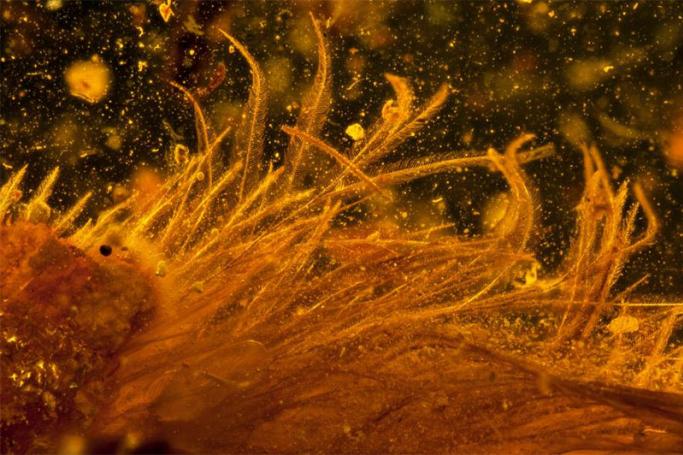 A micro-CT scan of the dinosaur tail in amber reveals the delicate feathers that cover the tail. Photo: Lida Xing
