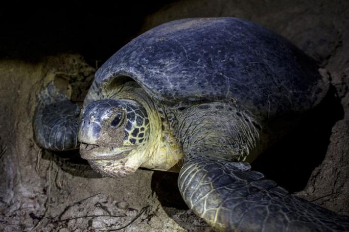 This picture taken on October 19, 2018 shows a green turtle nesting at a beach on Thameehla Island. Photo: Ye Aung Thu/AFP