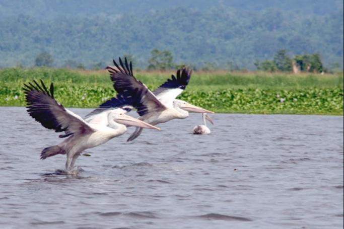 More than 97 bird species can be found in the Indawgyi Lake in Kachin State. (Photo: Htet Khaung Linn/Myanmar Now)
