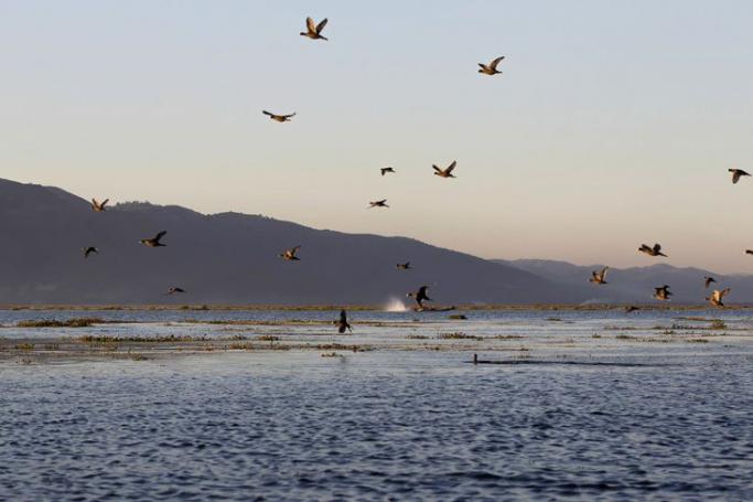 Wild ducks take flight from the surface of Inlay Lake, Nyaungshwe Township, Taunggyi, Shan Sate, Myanmar, 08 December 2014. EPA/NYEIN CHAN NAING
