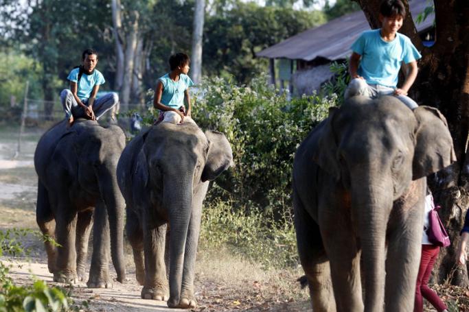 Mahouts (elephant caretakers) ride the elephant for a bath at Winga Baw  Elephant Conservation Camp at Bago Region, Myanmar. Photo: Nyein Chan  Naing/EPA 
