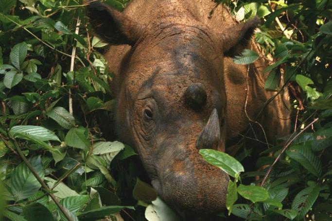 File photo of a Sumatran Rhino. Photo: Wikimedia Commons