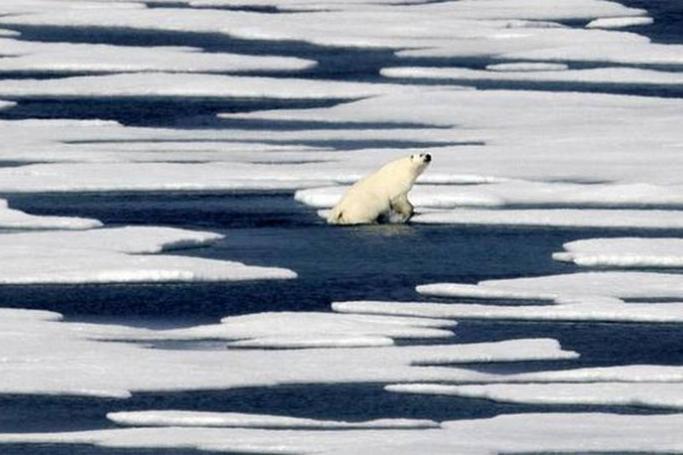 A polar bear climbs out of the water to walk on the ice in the Franklin Strait in the Canadian Arctic Archipelago. Photo: AFP