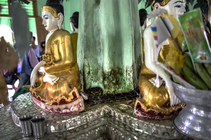 This photo taken on September 9, 2018 shows a snake resting behind Buddha statues at the Baungdawgyoke pagoda, outside Yangon. Photo: Ye Aung Thu/AFP