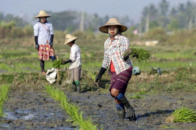 Myanmar farmers plant rice in a paddy ahead of the summer season in Naypyitaw, Myanmar. Photo: Hein Htet/EPA