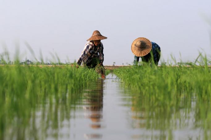 Paradigm Trap -  Myanmar farmers plants rice ahead of the summer season in Nay Pyi Taw. Photo: Hein Htet/EPA-EFE
