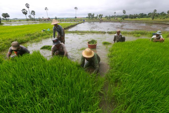 Myanmar farmers work at a paddy field on the outskirts of Naypyitaw, Myanmar. Photo: Hein Htet/EPA