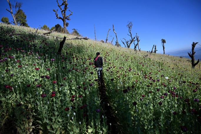This photo taken on February 3, 2019 shows a farmer working at an illegal poppy field in Hopong, Myanmar Shan State. Photo: Ye Aung Thu/AFP