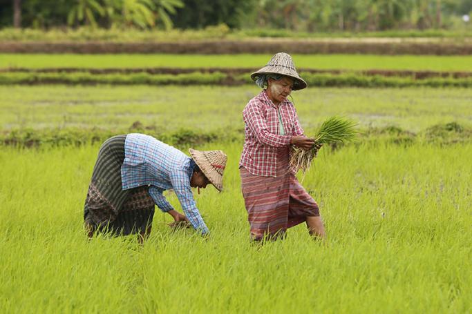 Myanmar farmers plant rice on the outskirts of Naypyitaw, Myanmar, 21 July 2017. Photo: Hein Htet/EPA

