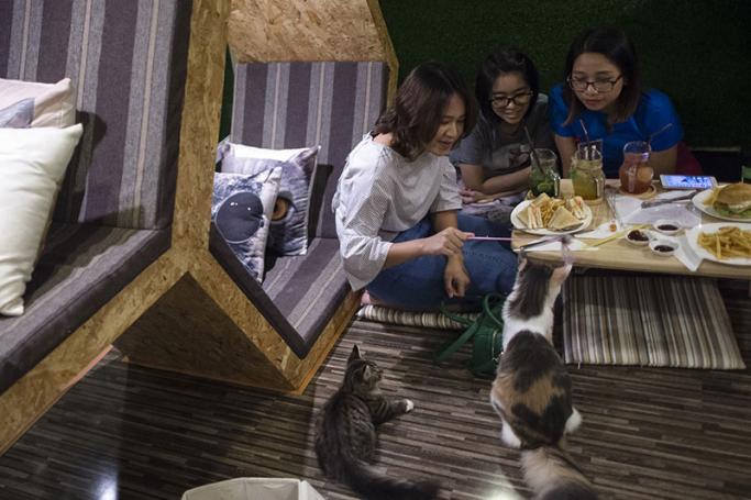 This photo taken on July 15, 2017 shows customers interacting with cats at the 'Catpuchino Cafe' in Yangon. It may be raining cats and dogs in Myanmar, but in Yangon two coffee shops are offering animal-lovers a chance to escape the monsoon as the global pet-cafe craze sweeps into the rapidly changing city. Photo: Ye Aung Thu/AFP
