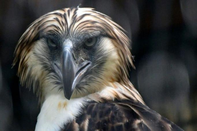 A male Philippine eagle named Geothermica is one of a pair being cared for in Singapore, part of a breeding programme to reverse the dwindling numbers of the feathered giants (AFP Photo/Roslan RAHMAN) 