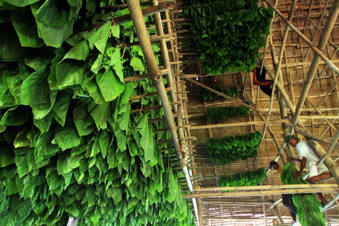 Indonesian workers hangs Deli tobacco leaves for a drying process inside a tobacco hut in Kelambir Lima, North Sumatra, Indonesia. Photo: EPA
