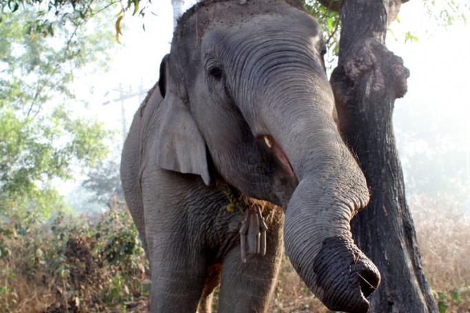 Wild elephants are creating havoc in a village not too far from Yangon. Photo: Mizzima
