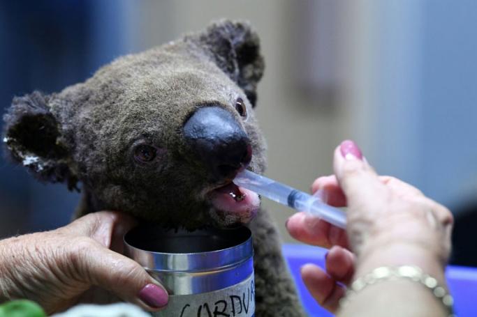 Koalas are badly hit because they live in trees and feed on certain types of eucalypts (AFP/File / SAEED KHAN)