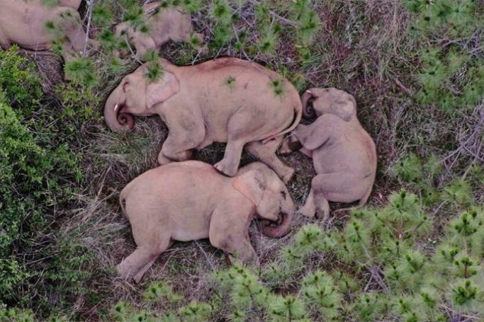 China's wayward herd of 14 wild elephants left home 16 months ago for a grand food tour across rich farmland in Yunnan province. Photo: Handout Yunnan Forest Brigade/AFP