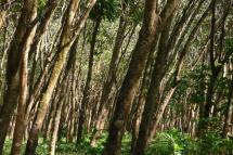 A rubber plantation in north of Mawlamyine. Photo: flickr