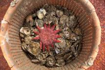 A basket of oyster. Photo: EPA