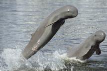 Ayeyawady Dolphins seen jumping out of the water. Photo: MNA