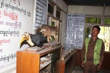 A small museum showcases some stuffed versions of the roughly 1,500 species of wildlife in Chatthin sanctuary. (Credit: Htet Khaung Linn/Myanmar Now) 
