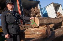 (File) A Hong Kong Customs official is seen next to endangered Honduras Rosewood logs, part of a 92 tonne shipment detected in four forty foot shipping containers originating in Mexico, declared as 'rubber waste' from Guatemala, and busted by Hong Kong Customs and Excise Department in Kwai Chung, Kowloon, Hong Kong, China, 17 December 2014. Photo: EPA
