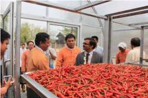 Covestro’s Veeralaksmanan Bagavathi and farmer representatives check on the chilies that will be dried inside the greenhouse dryer.

