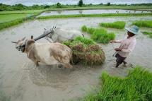 Farmer planting paddy. Photo: Hong Sar/Mizzima
