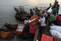 Boatmen unloading crates of fish to a bull cart at Japanma jetty in Kyaukphyu, Rakhine State. Photo: Ye Aung Thu/AFP