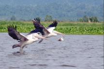 More than 97 bird species can be found in the Indawgyi Lake in Kachin State. (Photo: Htet Khaung Linn/Myanmar Now)
