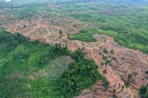 (File) A photograph taken with a drone shows areas of forest that have been cleared for oil palm plantations, in Bawa village, Subulusalam, Aceh, Indonesia. Photo: EPA