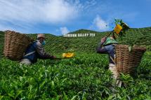 This picture taken on July 7, 2021 shows migrant workers plucking tea leaves in Cameron Highlands in Malaysia's Pahang state. Tea estates sprawling over rugged hills in Malaysia are facing a bleak future as coronavirus lockdowns cause labour shortages, decimate the vital tourism industry and sap demand. Photo: AFP