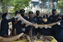 Malaysia’s customs officers display some of the 6,000 kilograms of seized elephant tusks during a press conference at the Customs Complex in Port Klang in Selangor, west of Kuala Lumpur, on July 18, 2022, following an operation that recovered the ivory and other animal body parts from a ship on July 10. Photo: Arif Kartono / AFP