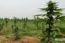 Marijuana plants in Ngunzun township near Mandalay on April 25. Photo: Aung Khaing Myae/Mizzima