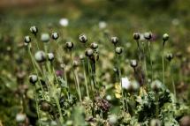 Opium poppies at a poppy field near Pekon township, southern Shan State. Photo: EPA