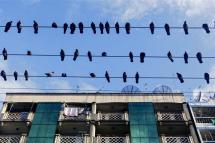 Pigeons perch on electric cables in downtown area of Yangon, Myanmar. Photo: EPA